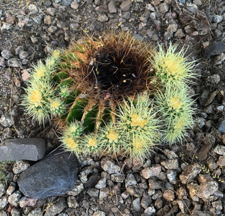 Oct 8 - Torched by the summer sun; a Golden Barrel rebirth.